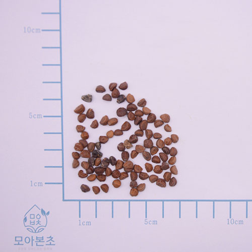 견우자