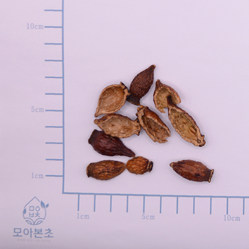 금앵자